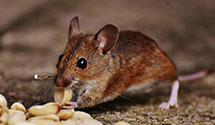 24 Hour & Emergency Exterminators in Twin Bridges, CA